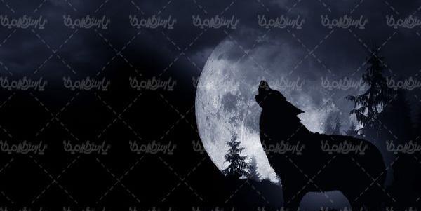 عکس گرگ در شب مهتابی