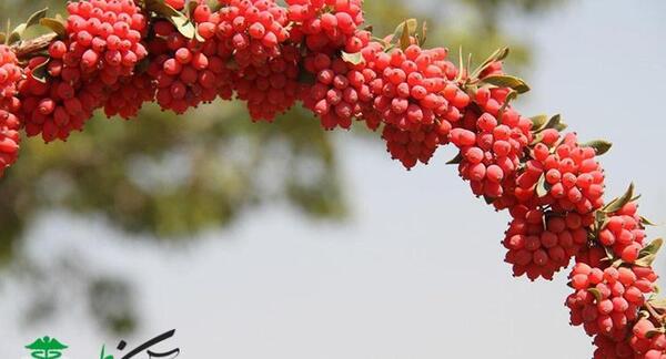 عکس زرشک آبگیری