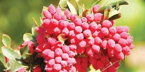 عکس زرشک آبگیری