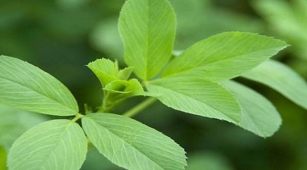 دانلود عکس یونجه