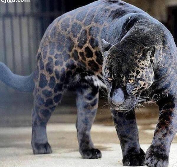 عکس حیوانات سگ