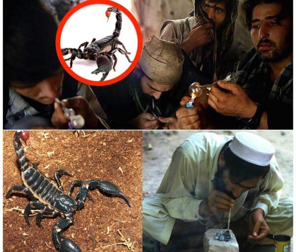عکس وحشتناک عقرب