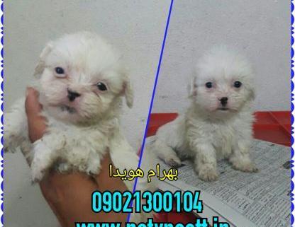 عکس سگ مالتیز