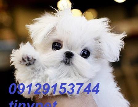 عکس سگ مالتیز