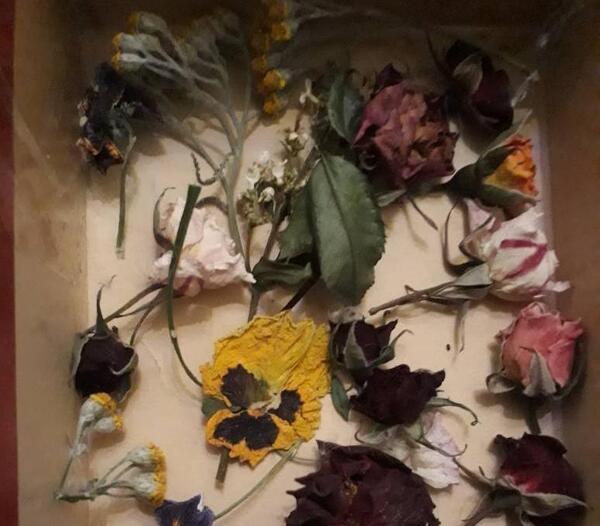 عکس ظریف گل