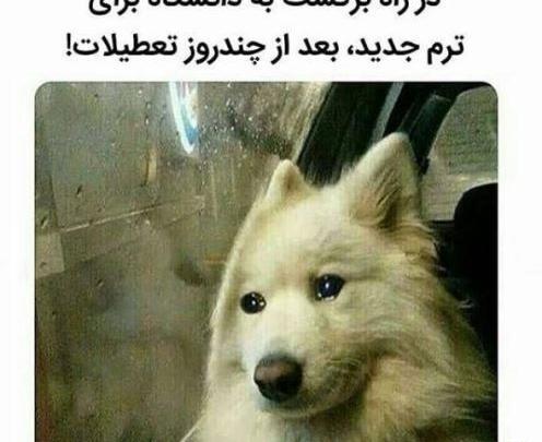 عکس روباه طنز