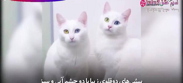 عکس گربه چشم سبز