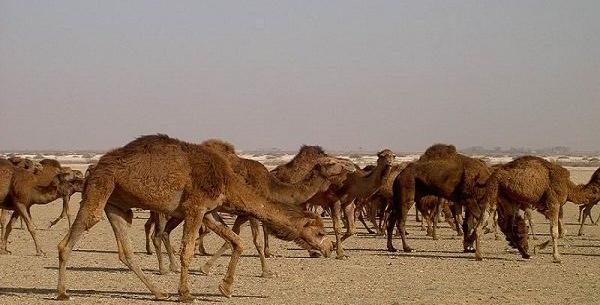 عکس شتر شیری