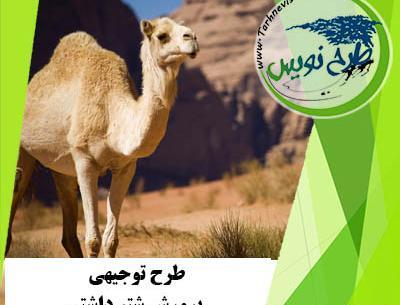 عکس شتر شیری