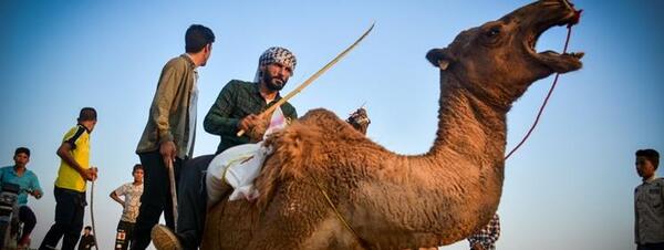 عکس شتر شیری