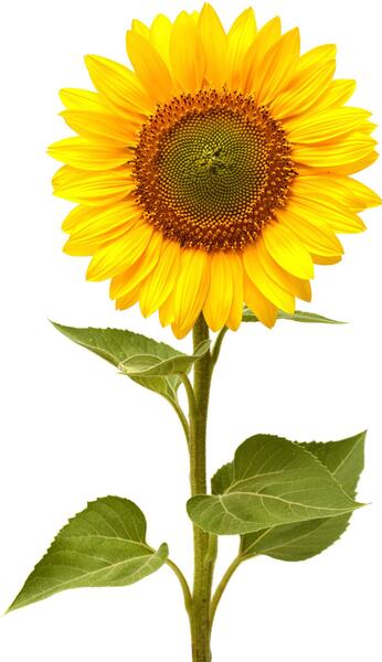 عکس منظره گل آفتابگردان
