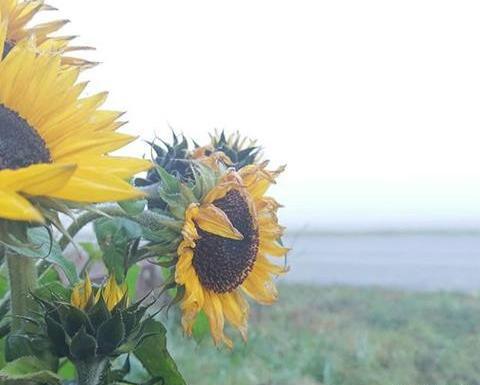 عکس منظره گل آفتابگردان
