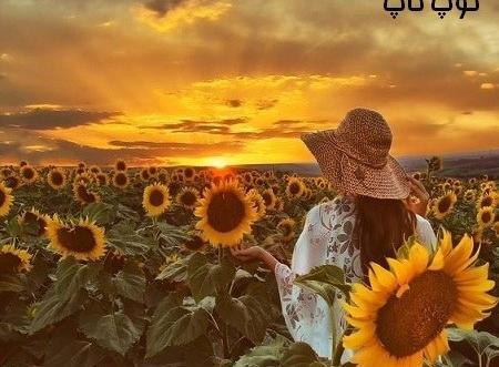 عکس منظره گل آفتابگردان