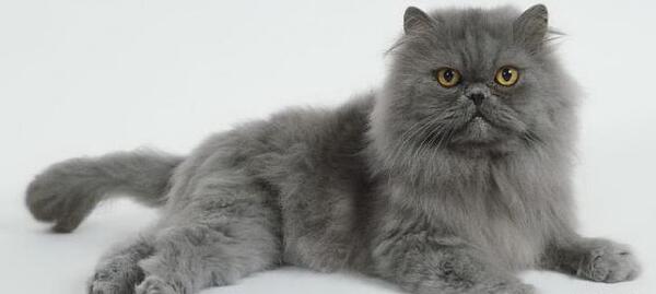 عکس گربه پرشین سیاه