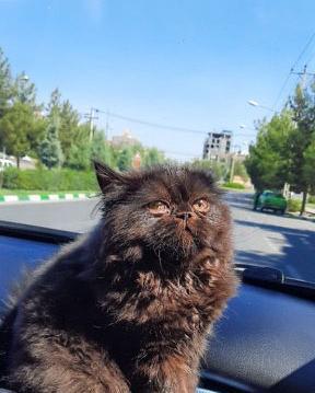 عکس گربه پرشین سیاه