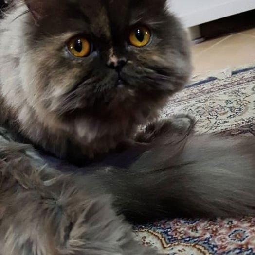 عکس گربه پرشین سیاه