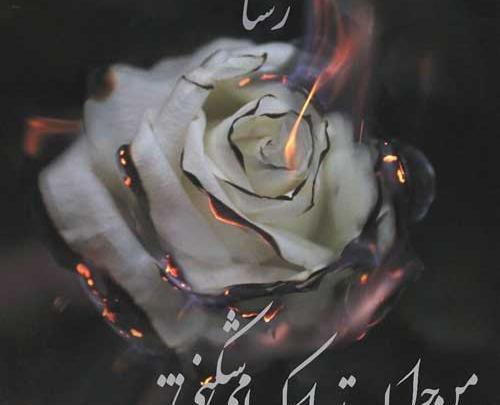 عکس گل دلتنگی