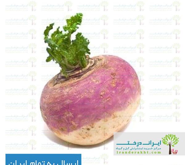 عکس درخت شلغم