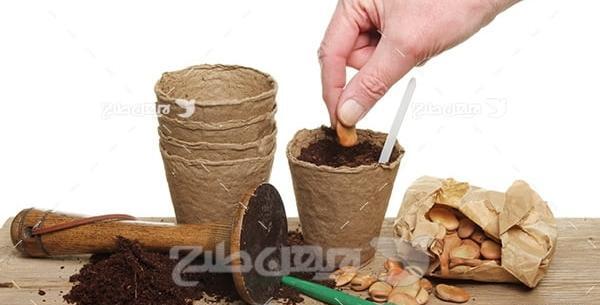 عکس کاشت دانه