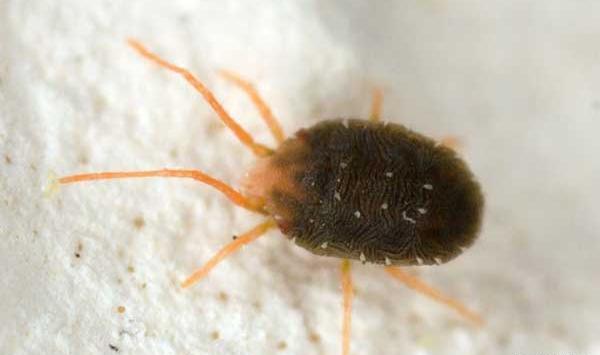عکس کنه خاکی