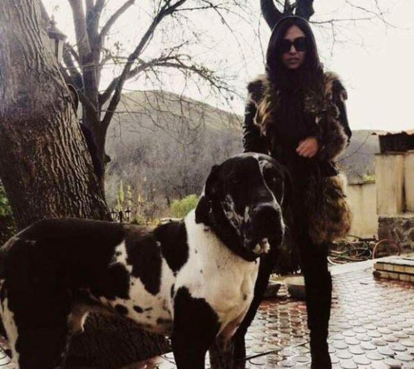 عکس سگ وحشتناک