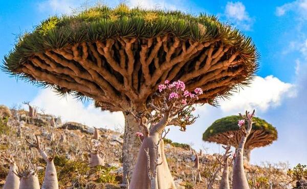 عکس جاهای دیدنی یمن