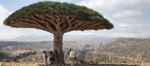 عکس جاهای دیدنی یمن