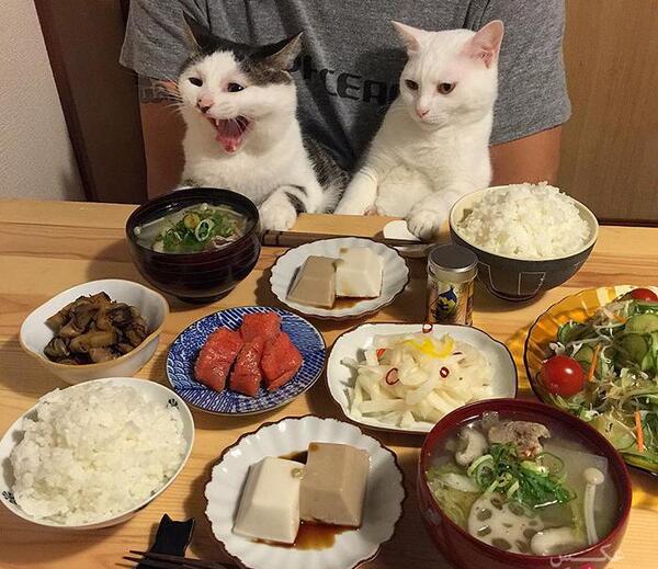 عکس غذا خوردن گربه