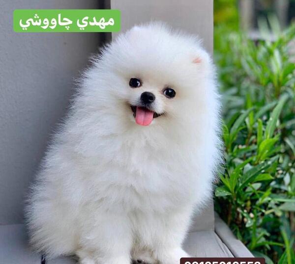 عکس سگ پامرانین