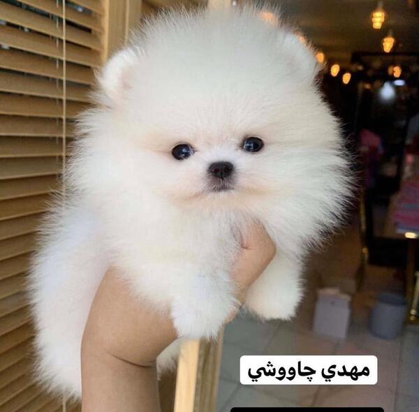 عکس سگ پامرانین