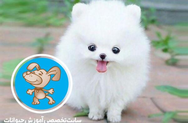 عکس سگ پامرانین