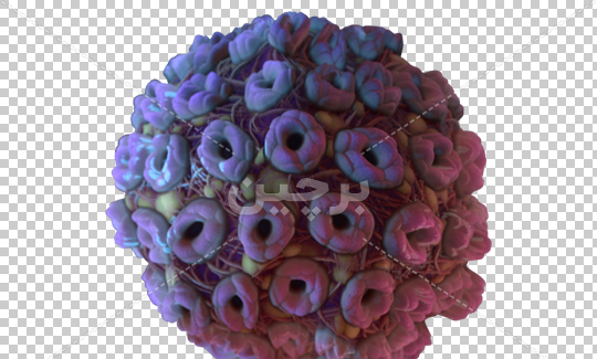 عکس فایل ویروس