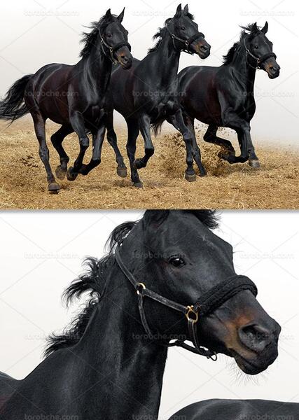 عکس اسب سیاه
