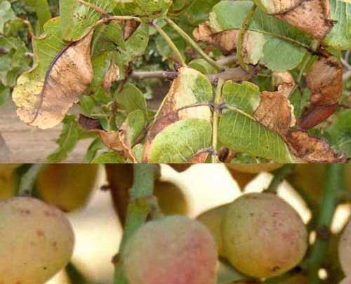 عکس کنه پسته