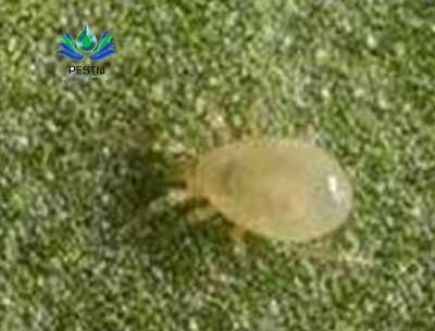 عکس کنه پسته