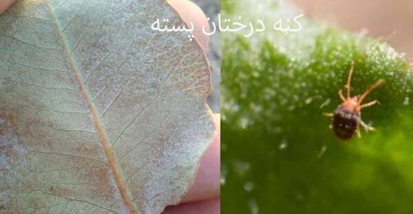 عکس کنه پسته