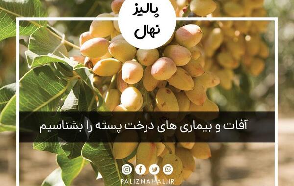 عکس کنه پسته