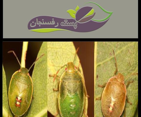عکس کنه پسته