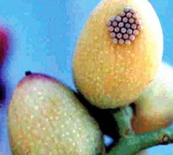 عکس کنه پسته