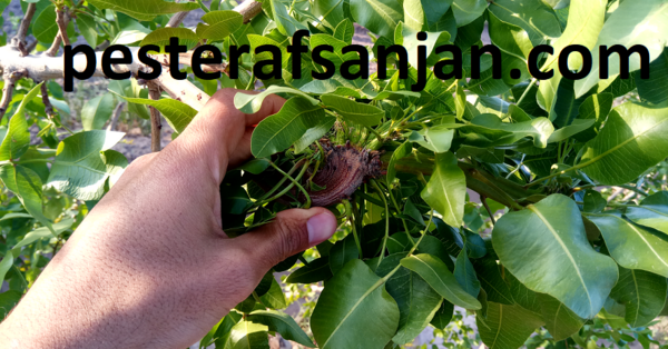 عکس کنه پسته