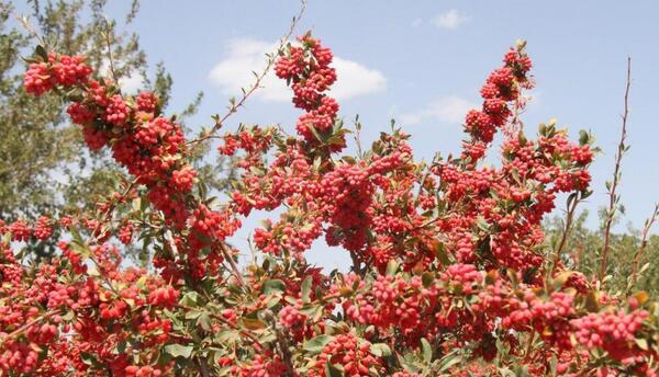 عکس بوته ی زرشک