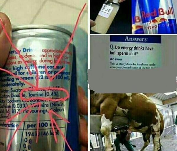 عکس گاو ردبول