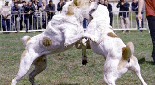 عکس سگ هاسکی جیبی