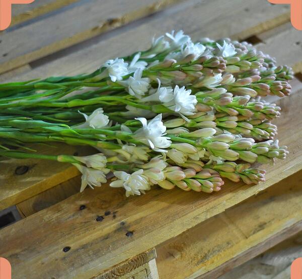 عکس گل مریم گل مریم