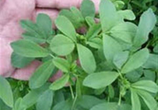 عکس یونجه با سرکه
