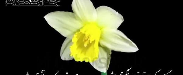 عکس وضعیت واتساپ درباره ظهور