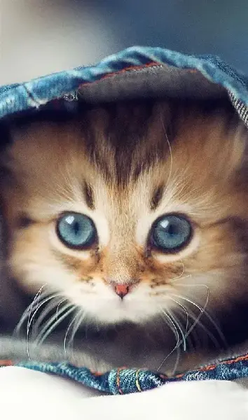 عکس لاک پشت گربه