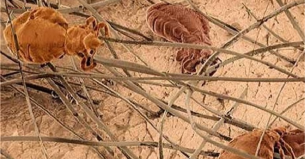 عکس شپش کتاب