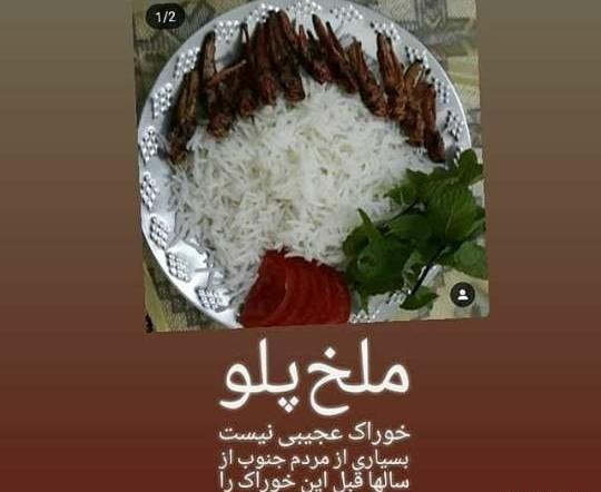عکس سوسک پلو