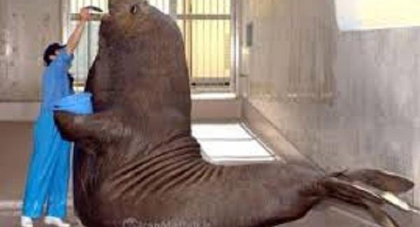 عکس فیل دریایی